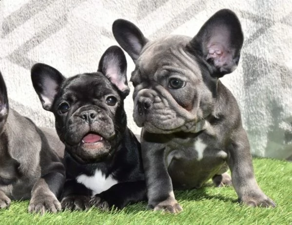 bellissimo bulldog francese blue | Foto 1