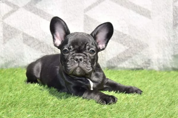 bellissimo bulldog francese blue | Foto 0