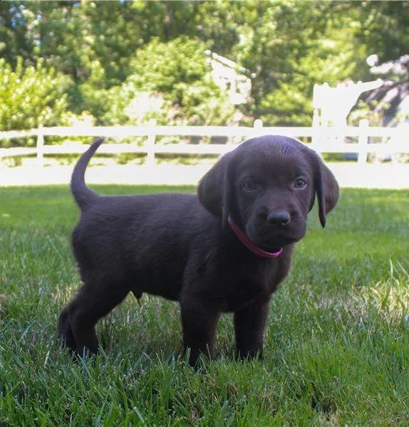disponibili cuccioli labrador retriever 