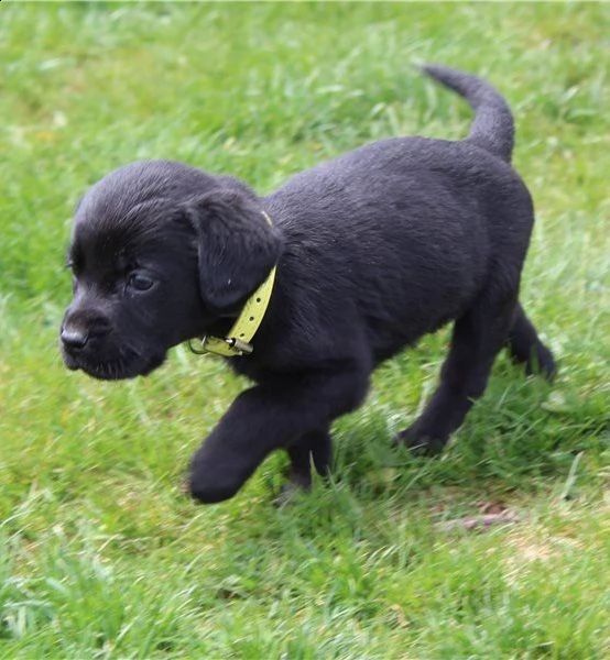 labrador cin pedigree alta genealogia