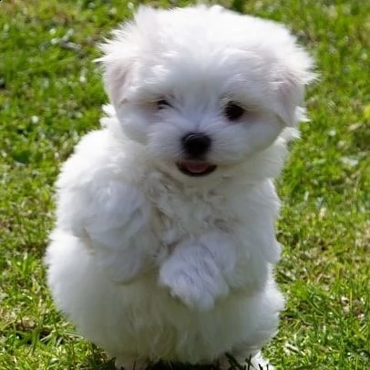 maltese regalo toy | Foto 0