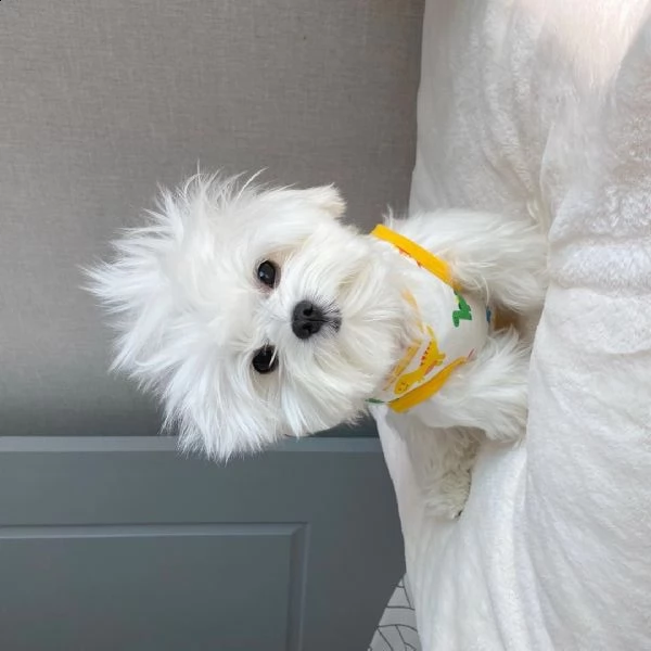 toy maltese