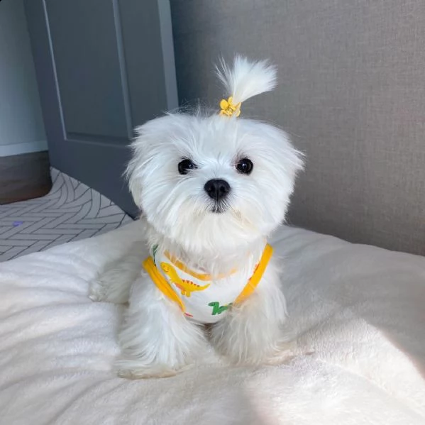 toy maltese | Foto 0