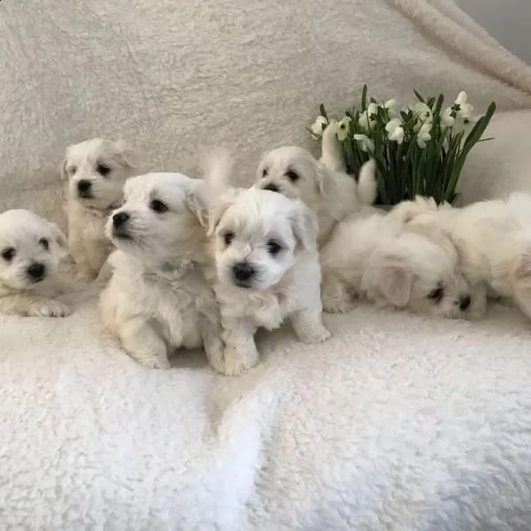 regalo cucciolo maltese nano...
