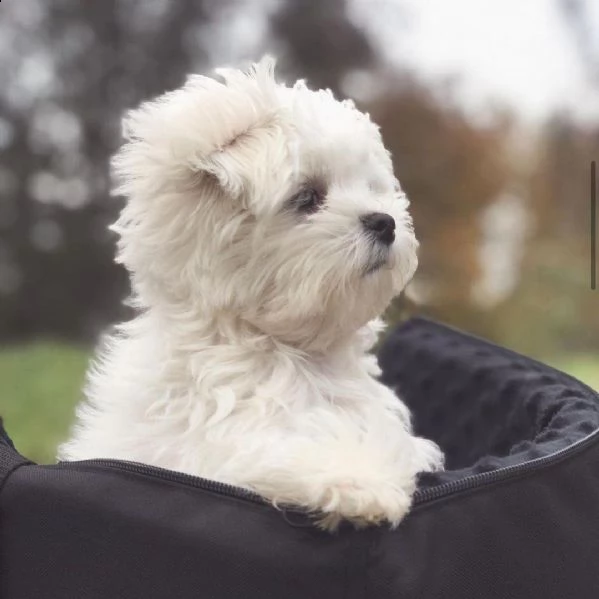 maltese nano... | Foto 0