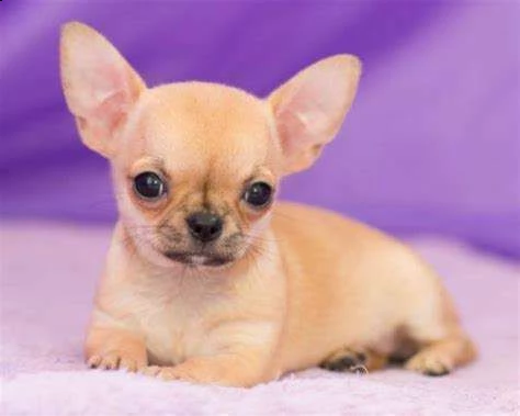 disposizione dei superiori cucciolini di pincher