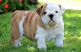 abbiamo a nostra disposizione dei docili cucciolini di bulldog inglese