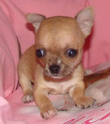 cucciolo di pincher chiwawa mini toy 