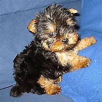 cucciolo di york shire mini toy 