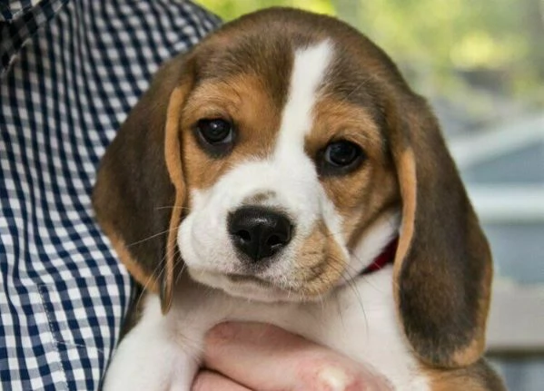 cucciolini di beagle, di due mesi e mezzo