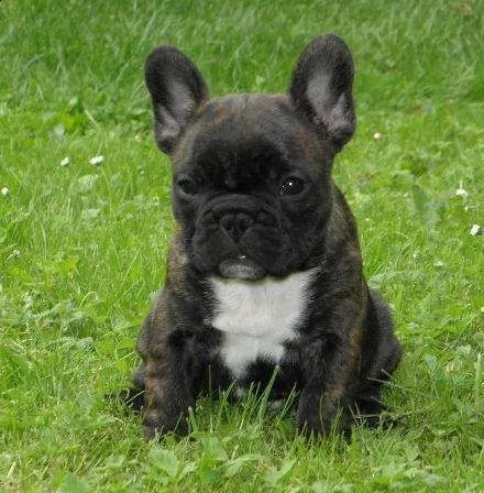 cucciolo di bull dog francese perfettissimo originalissimo e intrigantissimo