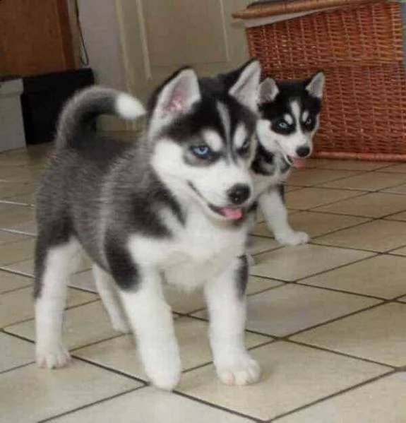 husky siberiano, di due mesi 