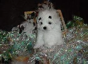 tenero cucciolo di maltese mini toy 