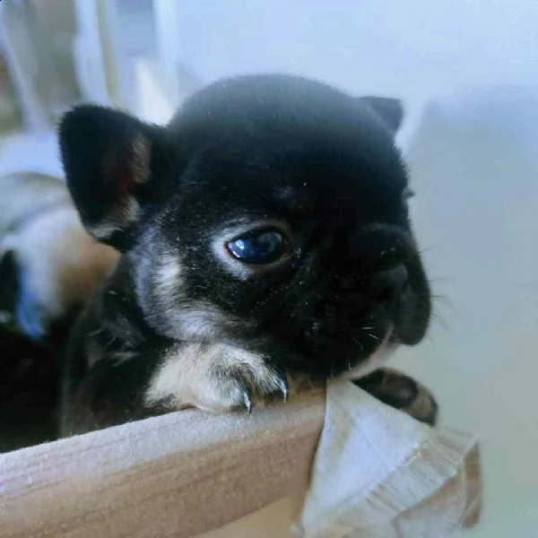 vendo splendidi cuccioli bulldog francesi 