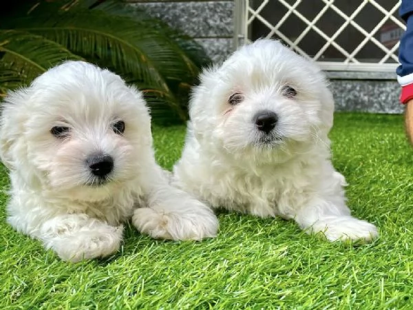 maltese cuccioli toy