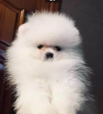 disponibili cuccioli di spitz tedesco nano pomerania