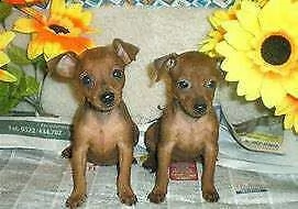 pincher mini toy bellissimo inteligentissimo e generosissimi di 70 giorni 