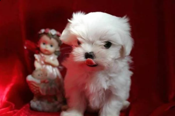 adorabili cuccioli di maltese taglia piccola