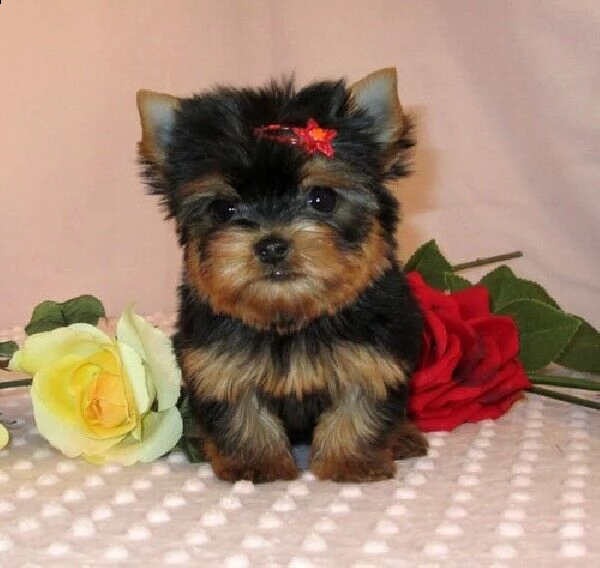cucciolo di york shire mini toy 