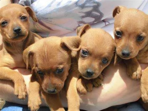 disponiamo cucciolo di pincher nano