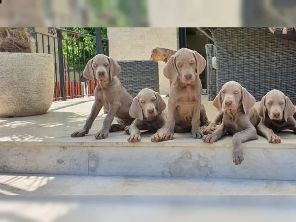 5 i cuccioli di weimaraner stanno cercando la loro casa!