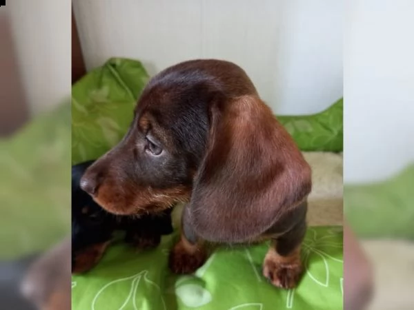 cuccioli di bassotto a pelo duro in miniatura