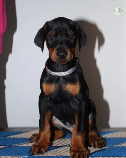 cucciolo di dobermann maschio e femmina