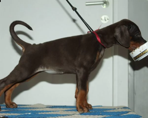 cucciolo di dobermann maschio e femmina | Foto 1