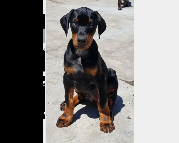 cucciolo di dobermann maschio e femmina | Foto 0