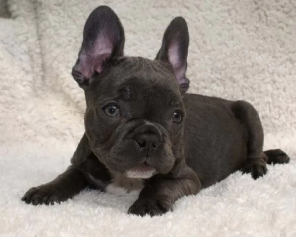 cuccioli bulldog francese occhi blu total blu