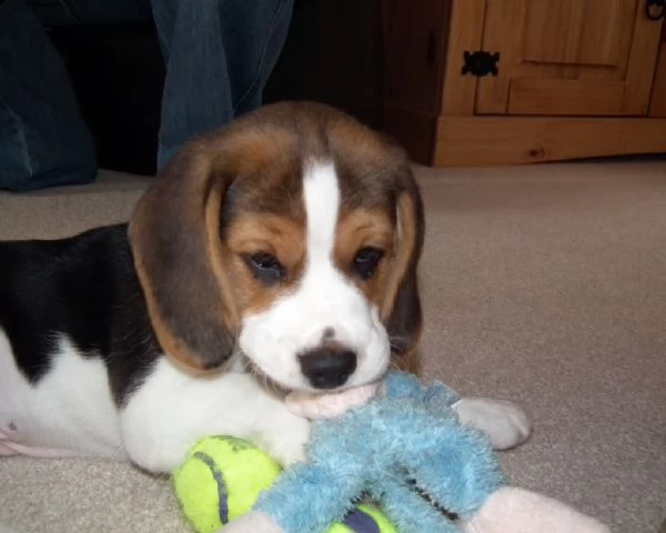 beagle cuccioli splendidi con pedigree | Foto 0