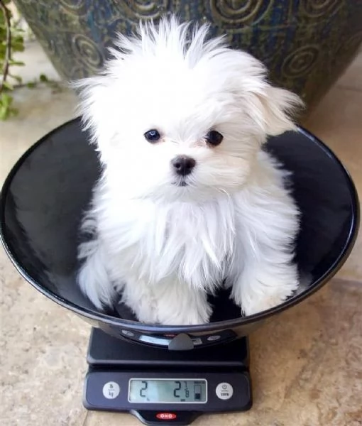 cuccioletti di maltese mini toy
