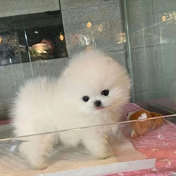 pomeranian mini[at][at][at][at]