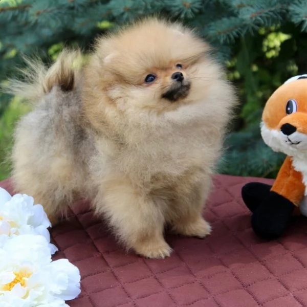 dolce pomeranian toy | Foto 0