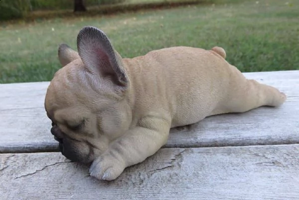 regalo bulldog francese(()) | Foto 0