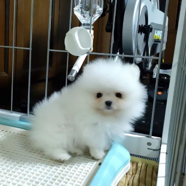 #regalo pomeranian toy