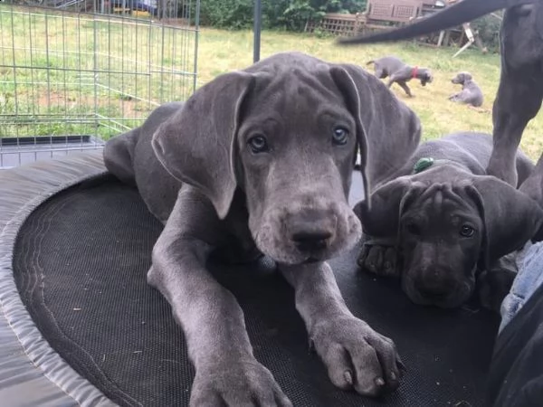 cuccioli di alano blu registrati di razza pura