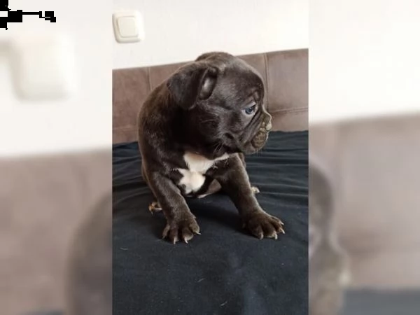 splendido cucciolo di bulldog francese in cioccolato fondente.