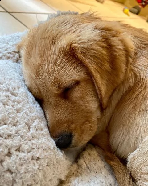 cuccioli purebred labrador retriever, dna chiaro