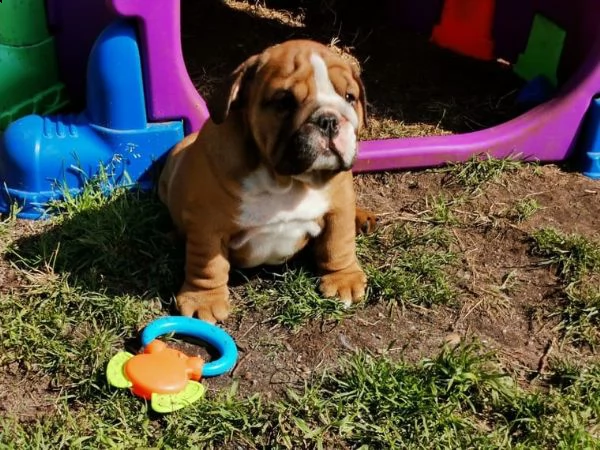 bulldog inglese