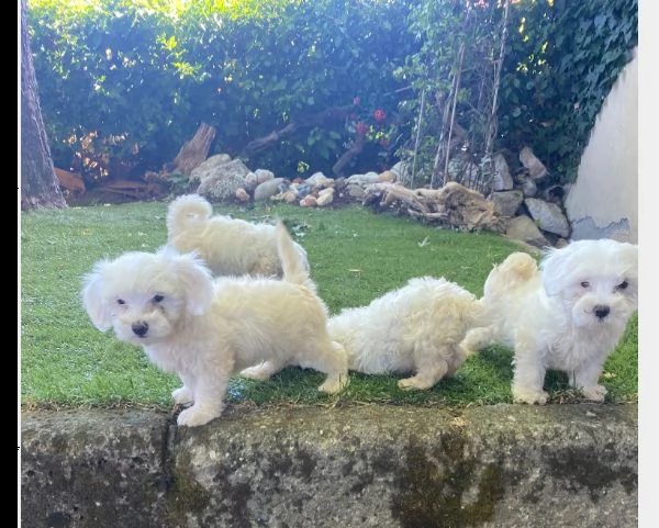 cuccioli di maltese | Foto 1
