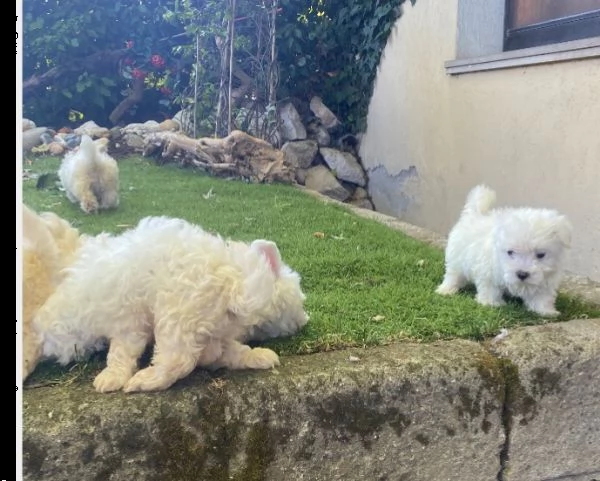 cuccioli di maltese | Foto 0