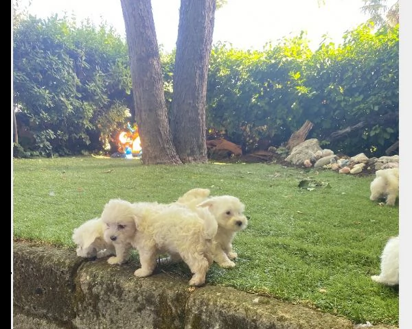 cuccioli di maltese