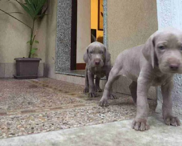 bracco di weimar weimaraner cuccioli