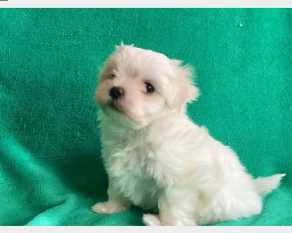 cuccioli maltese toy bianco maschi femmine | Foto 0