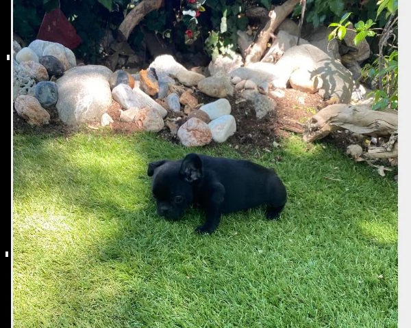 cuccioli di bulldog francese  | Foto 1