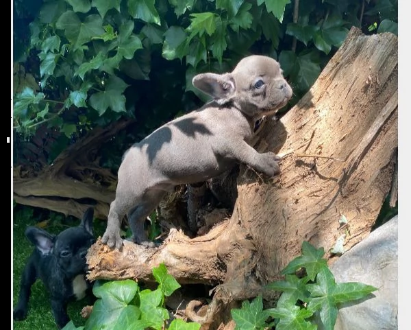 cuccioli di bulldog francese  | Foto 0