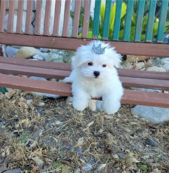 cuccioli di maltese toy