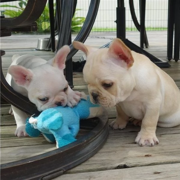 stupendi cuccioli di bulldog francese