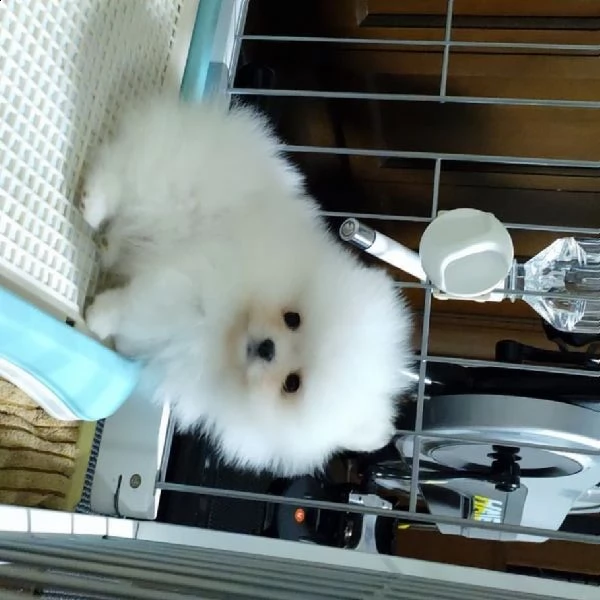 regolo pomeranian mini toy****